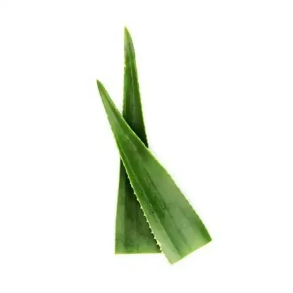 Aloe Vera - Imagem 1