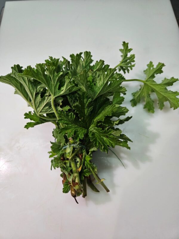 Malva Cheirosa - Imagem 1